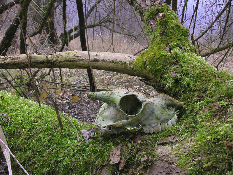 Qualche segno di vita....